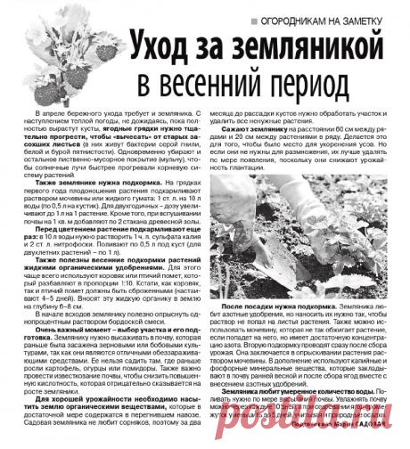 Уход за земляникой в весенний период

| клубника на зиму
