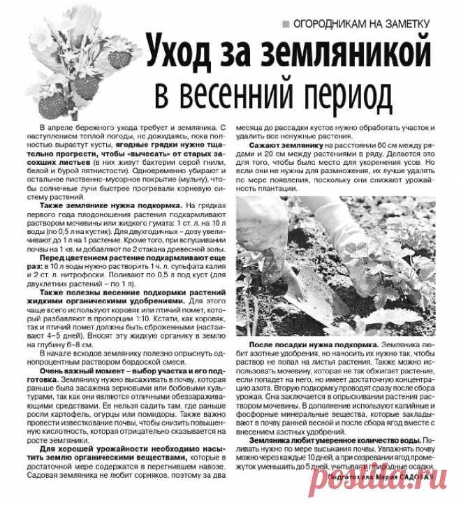 Уход за земляникой в весенний период