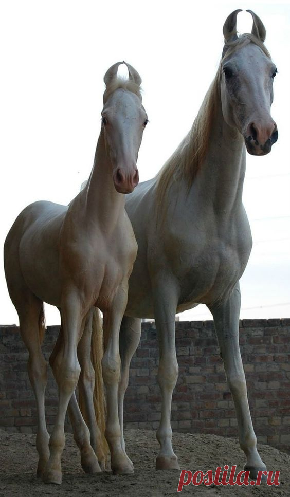 На каком коне похож. Лошади породы марвари. Жеребенок породы марвари. Лошади Индии марвари. Пегий марвари.