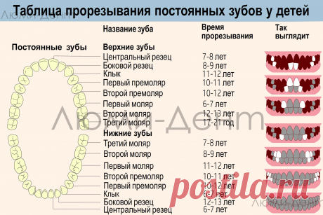 Таблица сроков прорезывания постоянных зубов у детей
