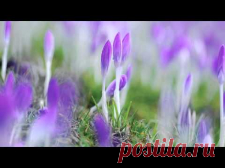 Andre' Rieu -  I Have a Dream -  ABBA