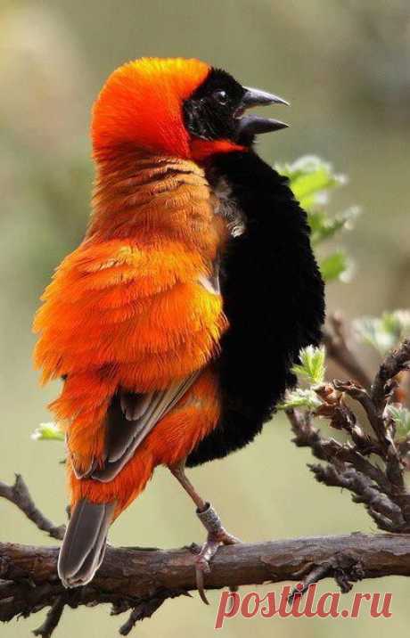 Orange Bishop. Оранжевый Епископ.