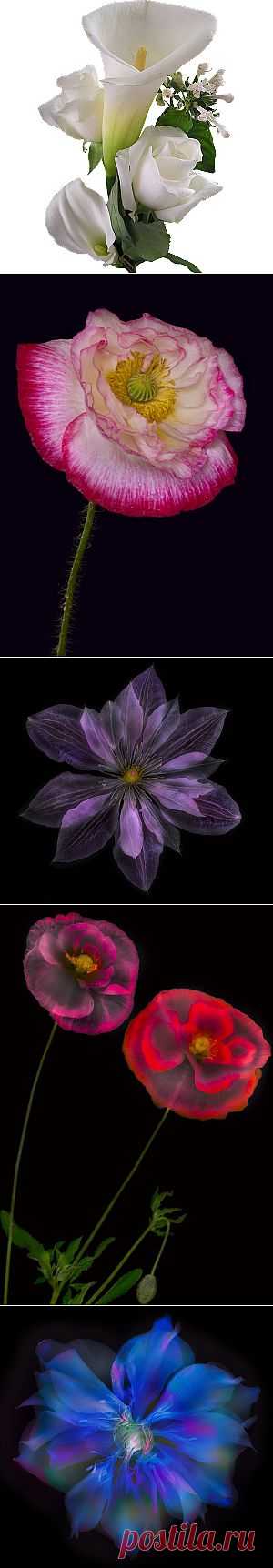 Прекрасные цветы от Harold Davis. 2 часть | Мой мир в фотографиях