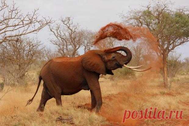 Турист сафари-парка в Уганде погиб в результате неожиданного нападения слона