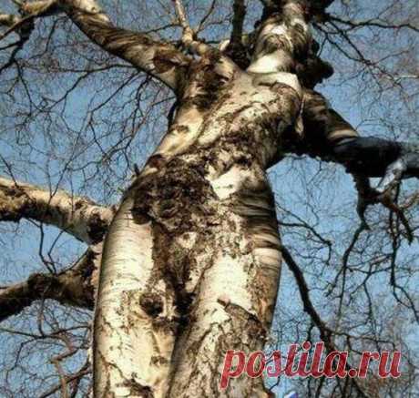 Удивительное дерево-женщина! Нерукотворные произведения искусства, которые создает сама природа. Глядя та такое творение, невозможно не восхищаться!