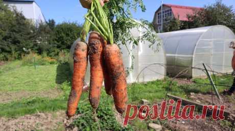 Морковь вырастает крупная, размером с локоть после такой подкормки | Берите на заметку | | Сад огород лайф | Пульс Mail.ru