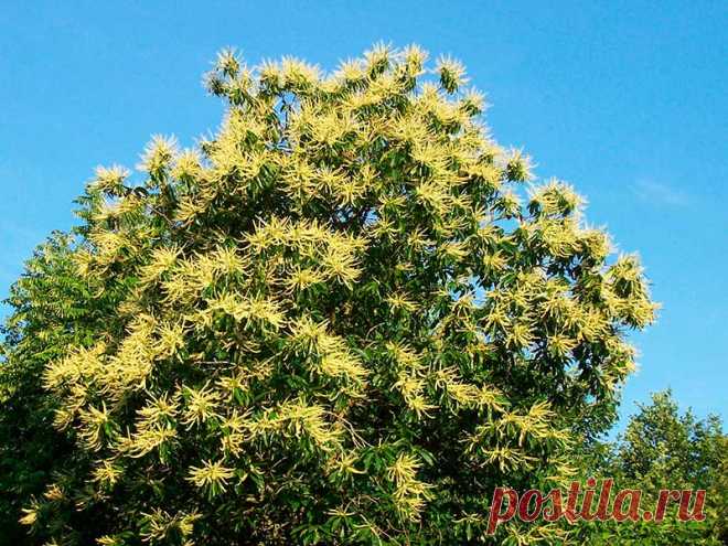 Лекарственное растение Каштан посевной (Castanea sativa). Дерево высотой до 20 м с крепким стволом, покрытым продольными трещинками. Кора оливково-коричневая. Листья удлиненно-ланцетные, кожистые, длиной до 18 см, зубчато-шиповатые, с хорошо выраженными жилками. Желтоватые цветки собраны в прямостоячие сережки длиной 12-20 см, мужские многочисленные, женские - всего по 1-3 у основания сережек; имеют одну общую плюску, которая к моменту созревания покрывается шипами.
