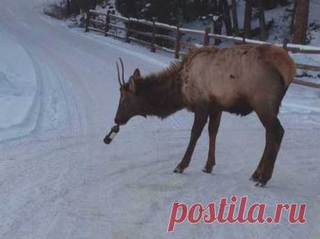 (10) Твиттер