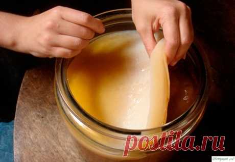 Как вырастить вкусный чайный гриб ?