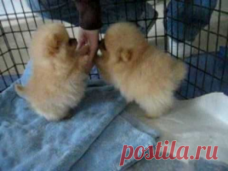 8 week old Pomeranian puppies! - YouTube
