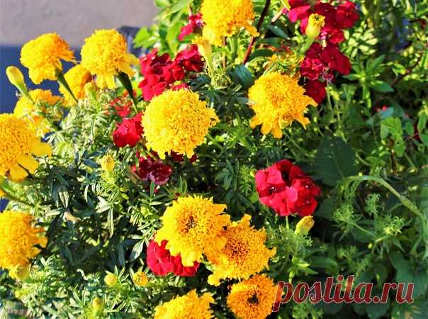 Доброй и солнечной всем субботы! Яркого и радостного выходного дня)))😊❤💛💚🌺