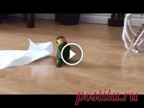 Little Bird Plays With Paper Towel