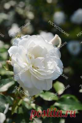 Красивая белая роза крупным планом Цветок белой розы крупным планом на фоне зеленых листьев летом в саду.