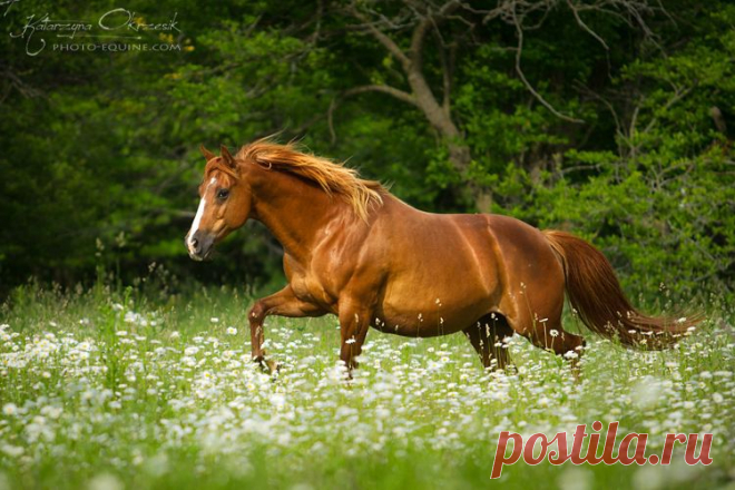 American Quarter Horses - Equine Photography Katarzyna Okrzesik