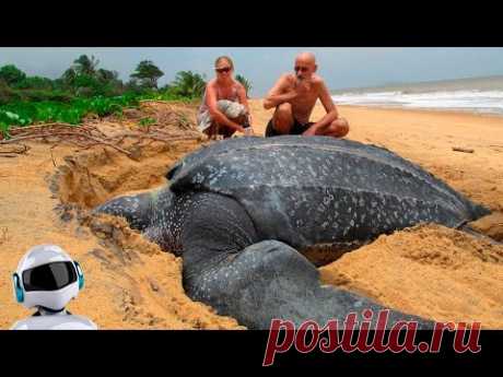 10 АНОМАЛЬНО БОЛЬШИХ ЖИВОТНЫХ