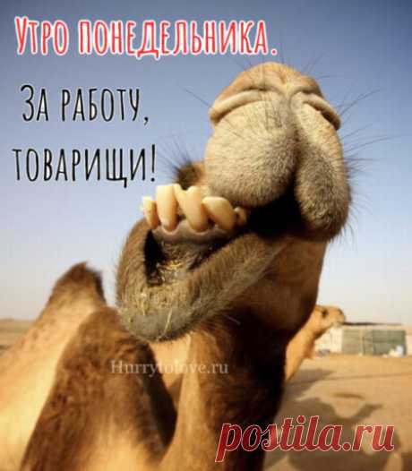 Картинки про утро понедельника: прикольные и красивые открытки с надписями на понедельник