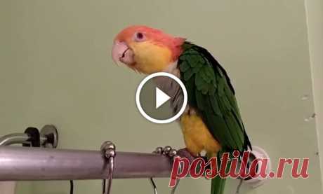 Bird Sings In Shower