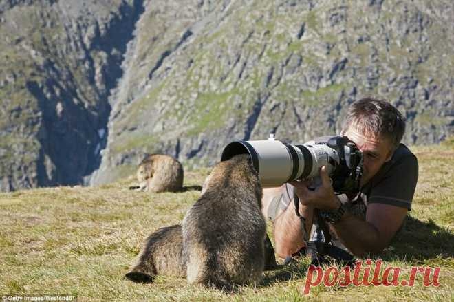 Кадр на миллион: 19 фото о том, как фотографам дикой природы иногда мешают животные
