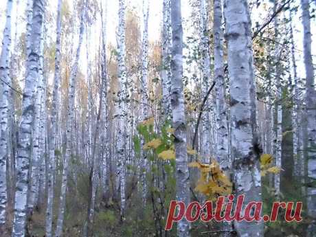 ГРИБНИКИ
Оксана Соколова  (Крупенько)