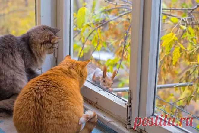 Коротко про кошек Питомцы дома - Журнал полезных советов