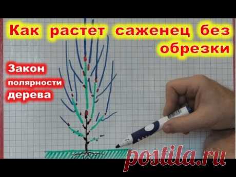 Как растет саженец без обрезки. Частая ошибка начинающих садоводов.