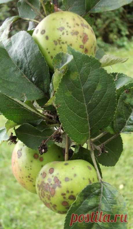 Грибковые и вирусные болезни яблонь.

Яблони, как и другие садовые культуры, поражаются 3 видами заболеваний: грибковыми, бактериальными и вирусными.