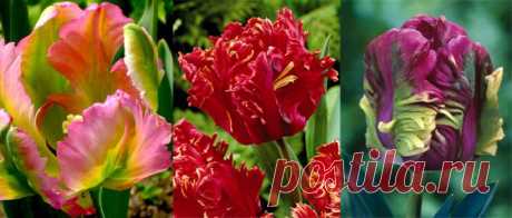 Попугайные тюльпаны — 6 соток