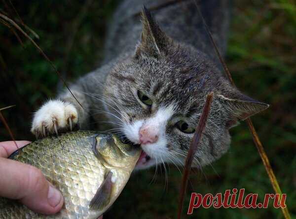 Почему кошек нельзя кормить рыбой? | ВЕТЕРИНАРИЯ ДЛЯ ЧАЙНИКОВ | Яндекс Дзен