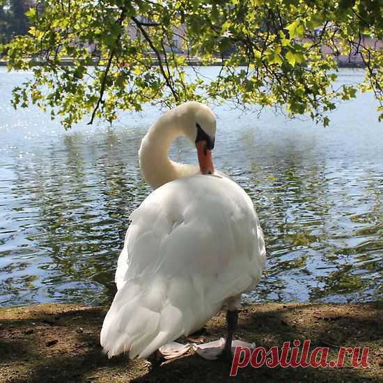Schloss Benrath - Swan by the Pond | GRACEFUL SWANS