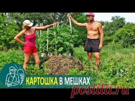 Посадка картофеля в мешках под сеном 🌿 Эксперимент Гордеевых