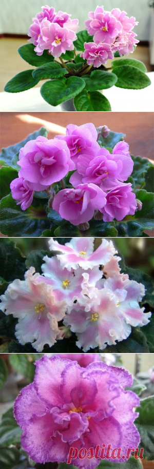 Фиалки с розовыми цветами название, фото, выращивание | Растения для сада, огорода