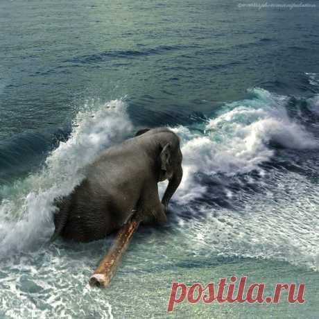 Небо. Море. Слон.