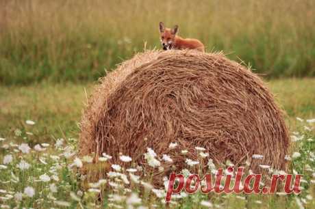 «Высоко сижу, далеко гляжу» Фотограф – Юрий Яковлев: nat-geo.ru/community/user/200128/