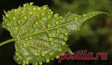 Филлоксера на винограде: меры борьбы, как выглядит заболевание, признаки появления