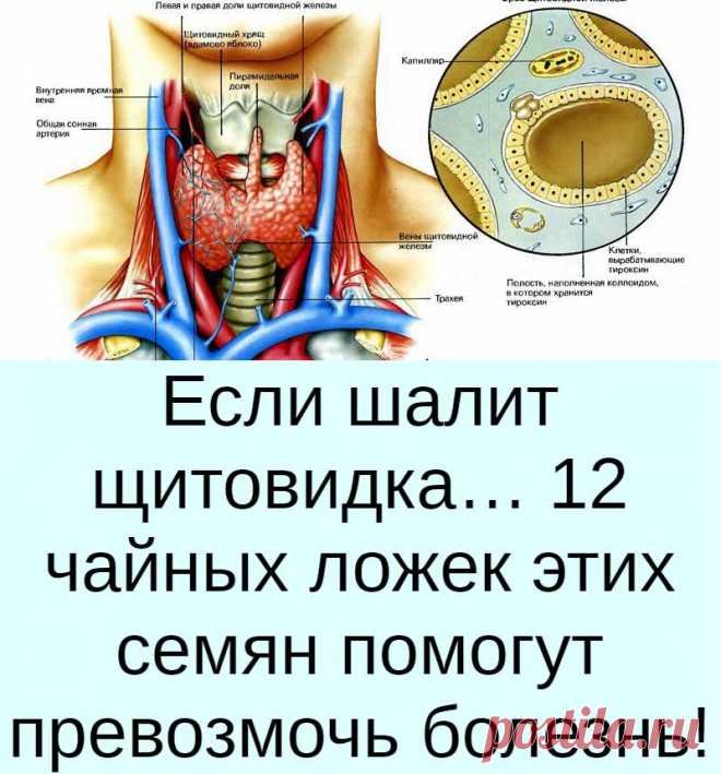 Если шалит щитовидка… 12 чайных ложек этих семян помогут превозмочь б ...