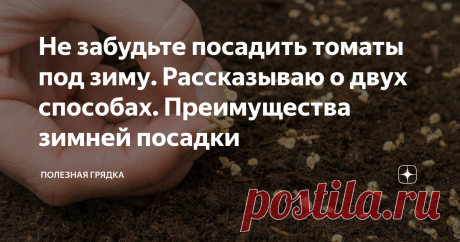 Не забудьте посадить томаты под зиму. Рассказываю о двух способах. Преимущества зимней посадки Здравствуйте уважаемые читатели. Спасибо большое, что заглянули. Посев томатов под зиму неплохо экономит время весной. При этом удается получить отличной урожай. Хочу рассказать вам о двух способах, которые всего скорее заинтересуют тех, кто любит необычные способы выращивания овощей.  Не стоит бояться, что томаты посаженные под зиму вырастут слабыми . Они всегда вырастают такими...