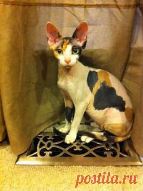Calico Sphynx; Emma | Our Children Have 4 Paws | Sphynx