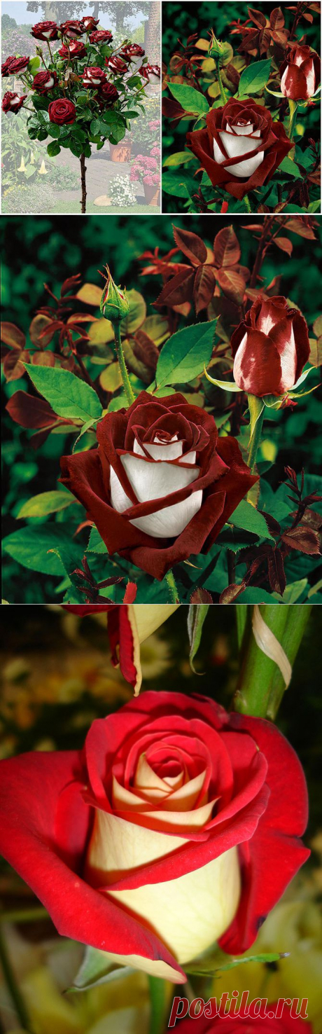 Двухцветная роза, сорта Osiria!