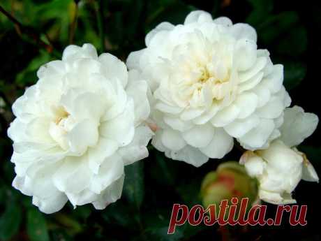 pridlidiya — «Белые розы» на Яндекс.Фотках