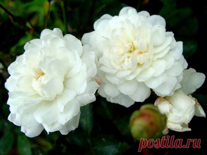 pridlidiya — «Белые розы» на Яндекс.Фотках