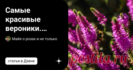 Самые красивые вероники. Добавьте сюда ваш сорт Статья автора «Майя о розах и не только» в Дзене ✍: В последнее время я очень полюбила соцветия - свечи. Шалфей, вероника, вероникаструм, лаванда хороши как сами по себе, так и в композициях  с розами.
