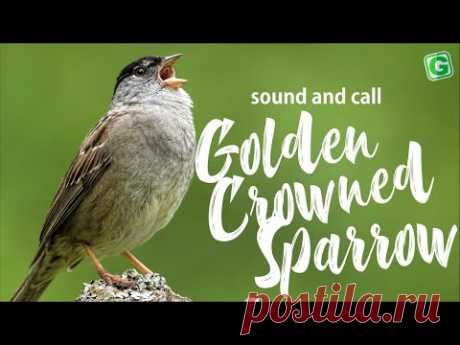 Golden Crowned Sparrow Song Call And Singing | Bird Song Relaxing Music
