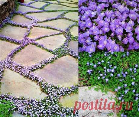 Красивая замена мульчи и газона: плотный упругий ковер с цветками - мини орхидеями | GardenLife | Яндекс Дзен