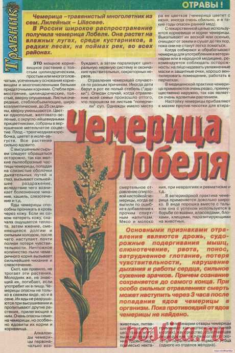 Чемерица Лобеля