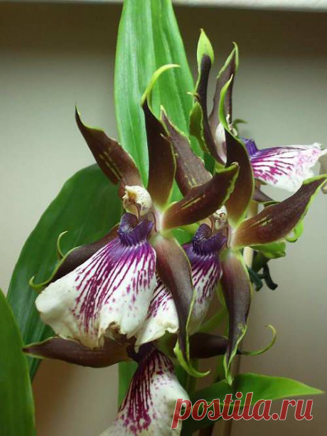 Орхидея Зигопеталум.