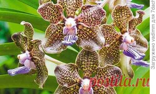 Орхидеи для начинающих: 8 простых советов