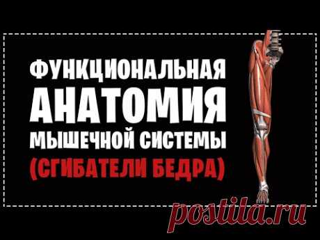 МЫШЦЫ БЕДРА (СГИБАТЕЛИ БЕДРА) | АНАТОМИЯ ЧЕЛОВЕКА