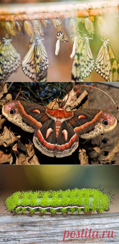 19 удивительных превращений гусениц в бабочек • НОВОСТИ В ФОТОГРАФИЯХ