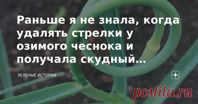 Раньше я не знала, когда удалять стрелки у озимого чеснока и получала скудный урожай – теперь делаю это вовремя Все мы когда-то были начинающими огородниками и садоводами. Вот и я лет 15 назад не знала о том, когда нужно удалять появившиеся стрелки у озимого чеснока и это приводило к печальным результатам. Один год я получила мелкий и «деревянный» чеснок. На другой год я всю грядку испортила тем, что растения просто загнили. Еще какой-то год у меня получилось так, что стре...