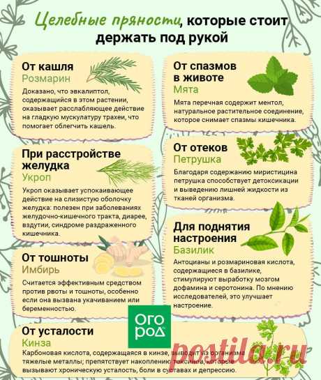 Целебные пряности, которые стоит держать под рукой